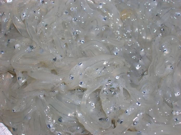 Pesce ghiaccio in vendita presso Maregel centro surgelati Palermo